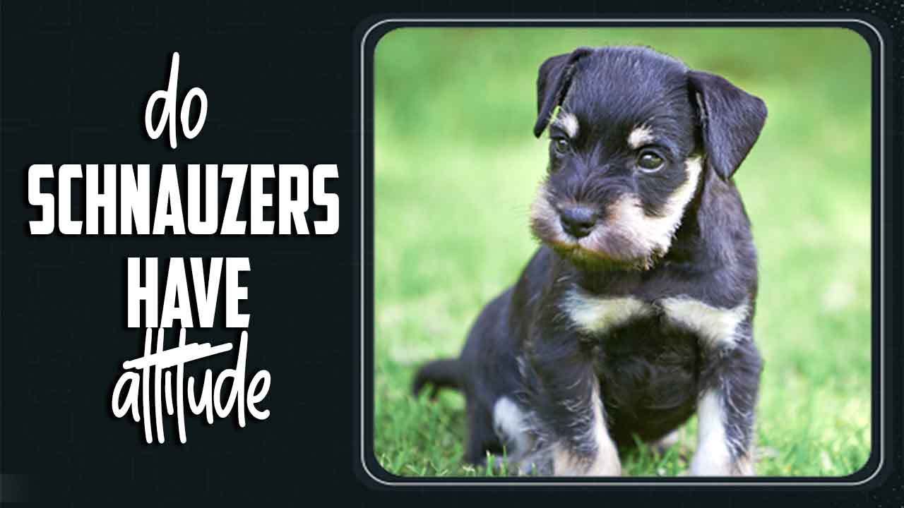 Do Schnauzers Have Attitude