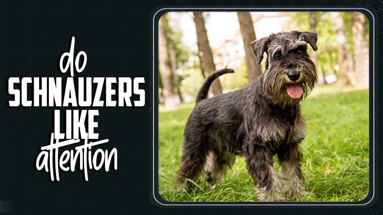 Do Schnauzers Like Attention