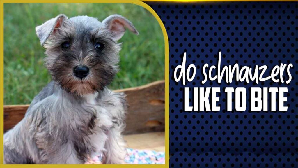 Do Schnauzers Like To Bite A Comprehensive Guide