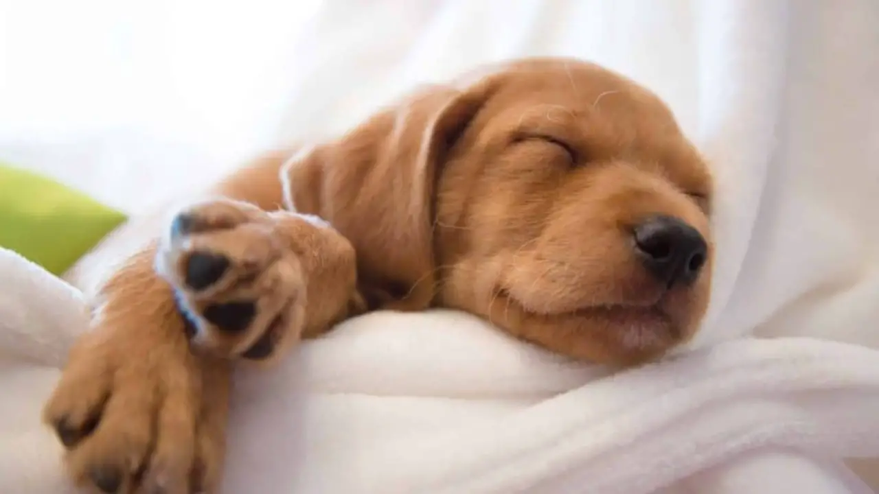 Do Wet Dreams Differ Between Male And Female Dogs