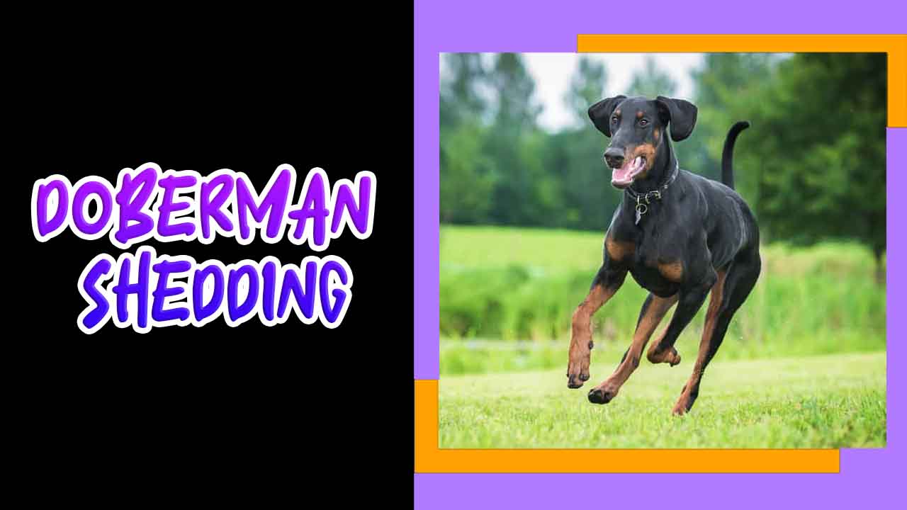 Doberman Shedding