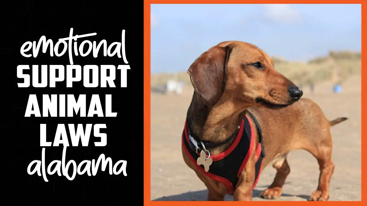 Emotional Support Animal Laws Alabama