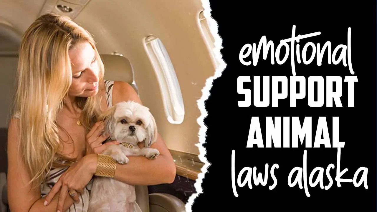 Emotional Support Animal Laws Alaska