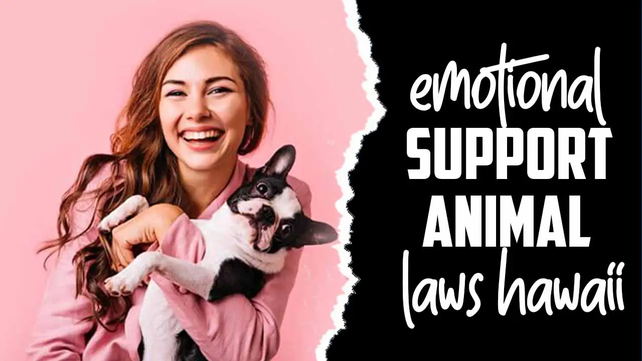 Emotional Support Animal Laws Hawaii