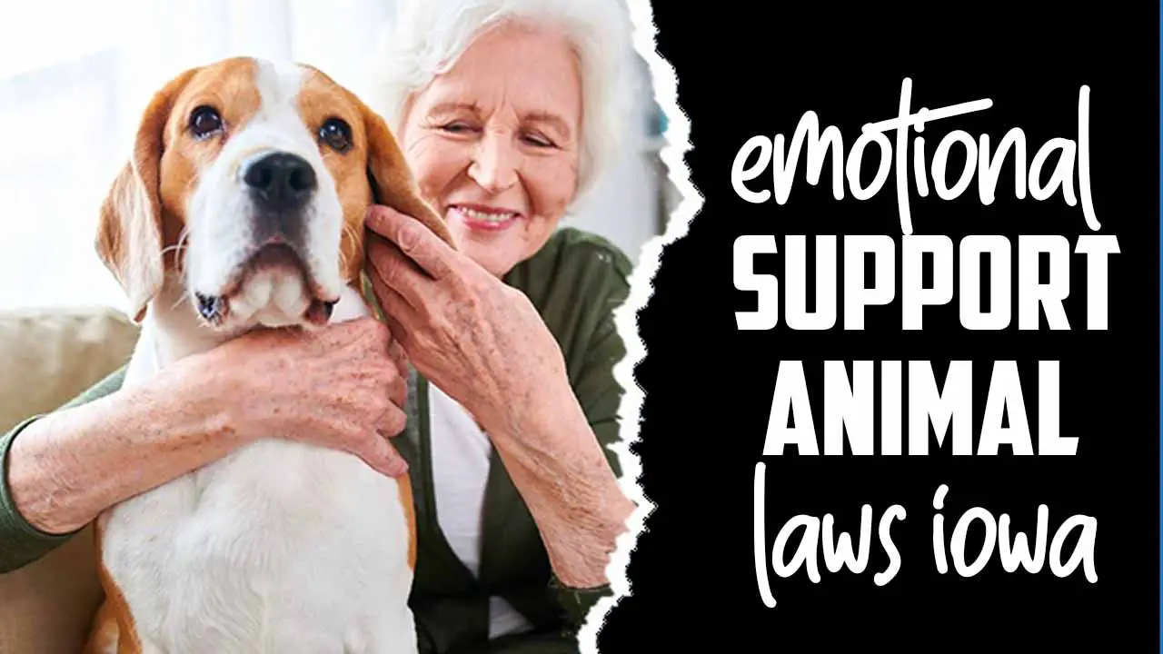 Emotional Support Animal Laws Iowa