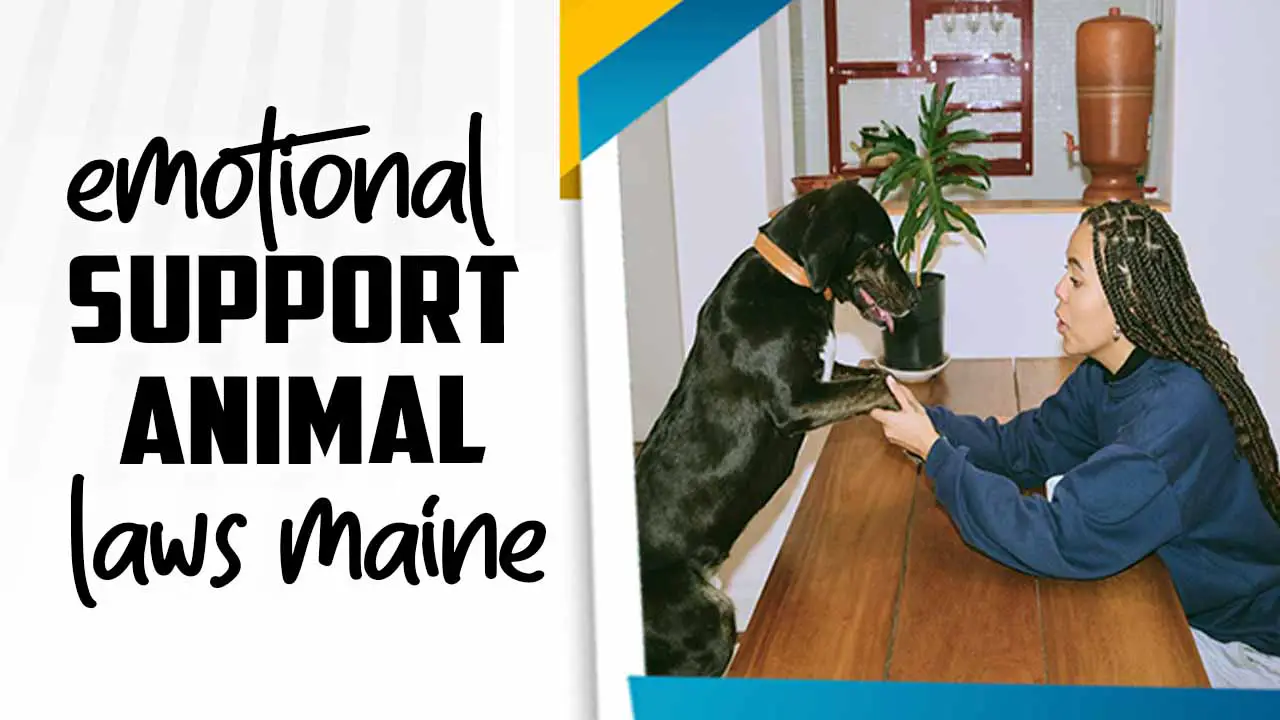Emotional Support Animal Laws Maine