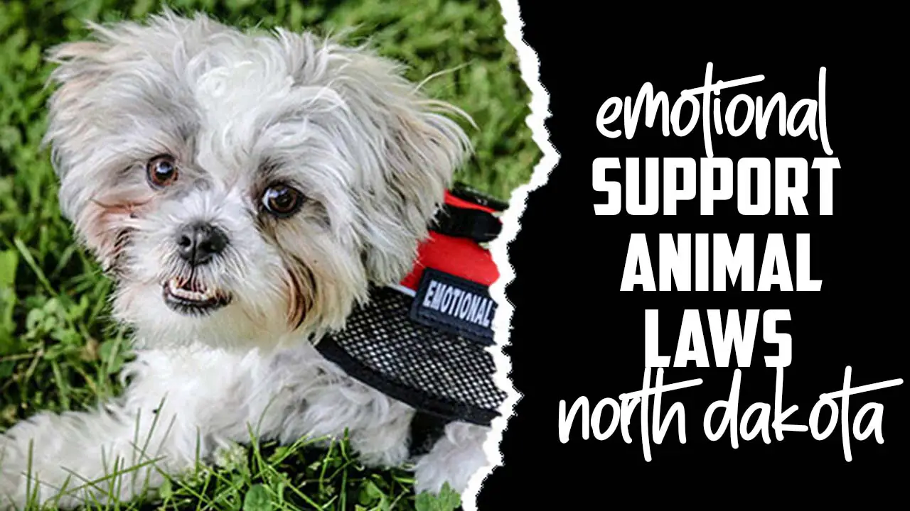 Emotional Support Animal Laws North Dakota