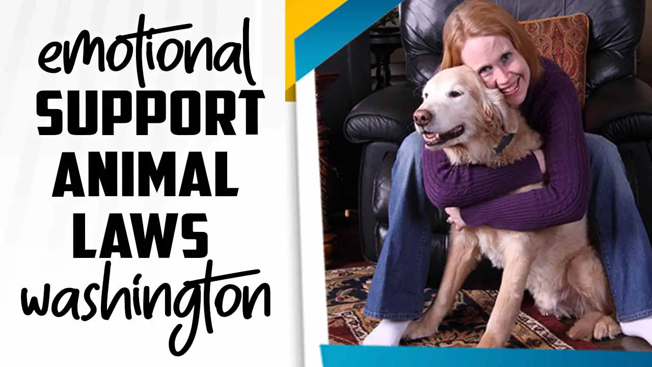 Emotional Support Animal Laws Washington
