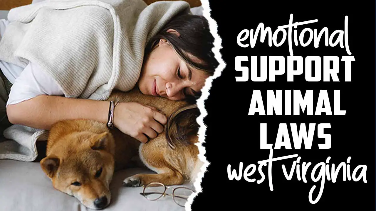 Emotional Support Animal Laws West Virginia