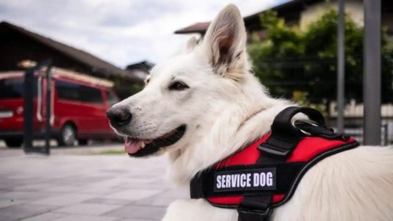 Emotional Support Animals Vs. Service Dogs - What's The Difference