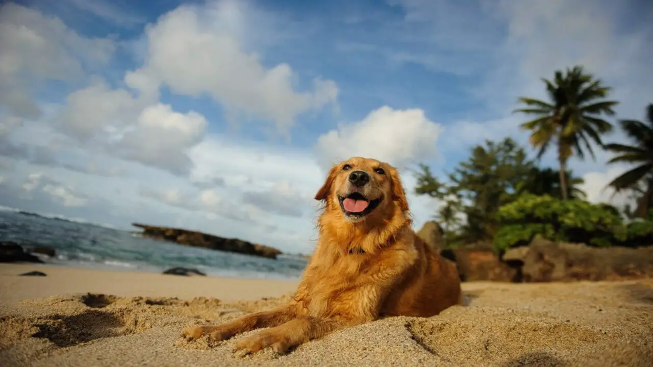 Employment Laws For Emotional Support Animals In Hawaii