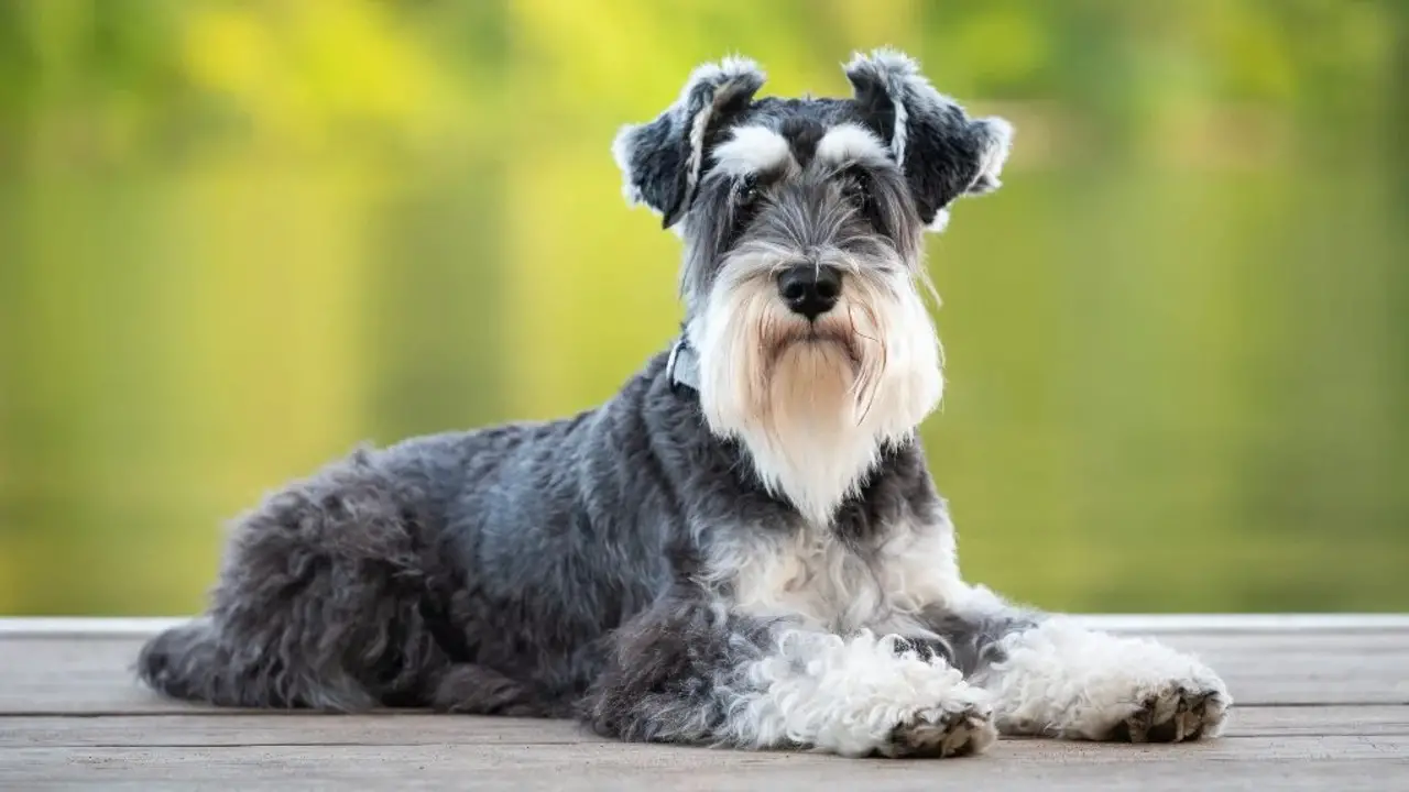 Environmental Factors Contributing To Fear Of Schnauzers