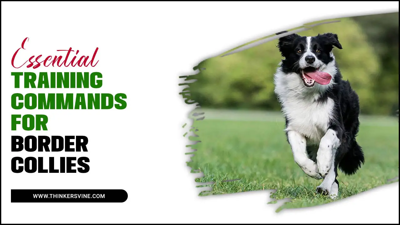 Essential Training Commands For Border Collies