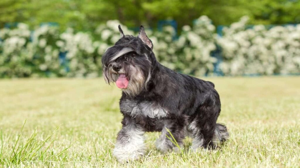 Miniature Schnauzer Cropped Ears - The Ultimate Guideline