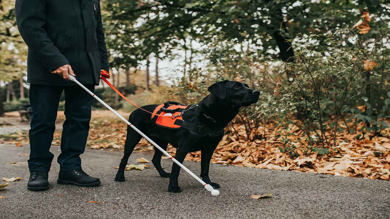 Exploring What Service Dogs Do: Key Information And Insights