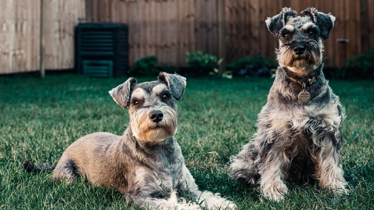 Factor To Understand How Intelligent Are Schnauzers