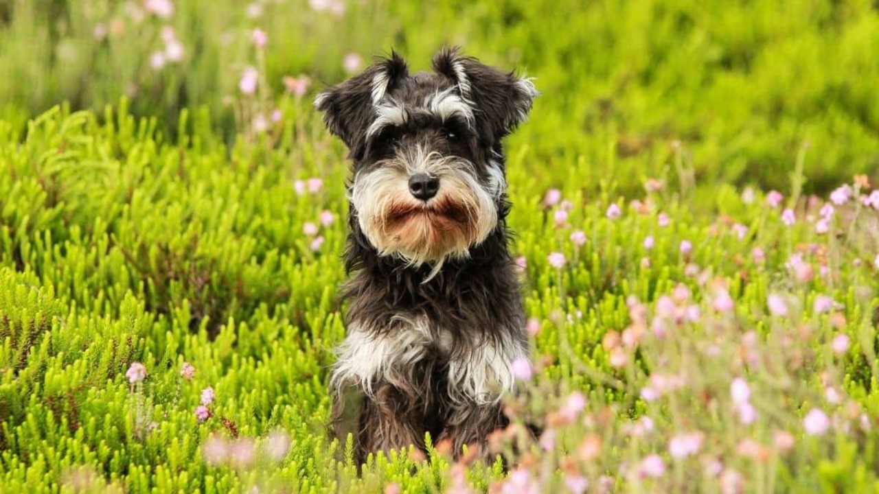 Female Schnauzer Names Inspired By Color