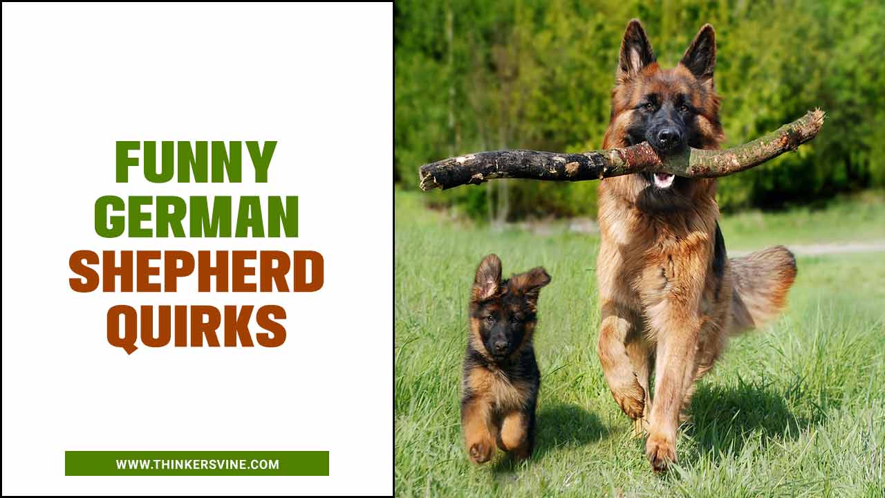 Funny German Shepherd Quirks