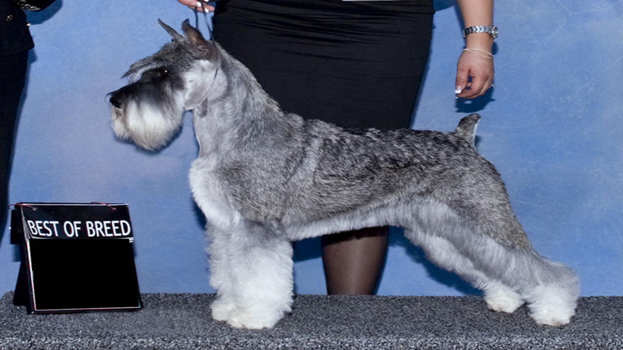 Georgia Standard Schnauzers