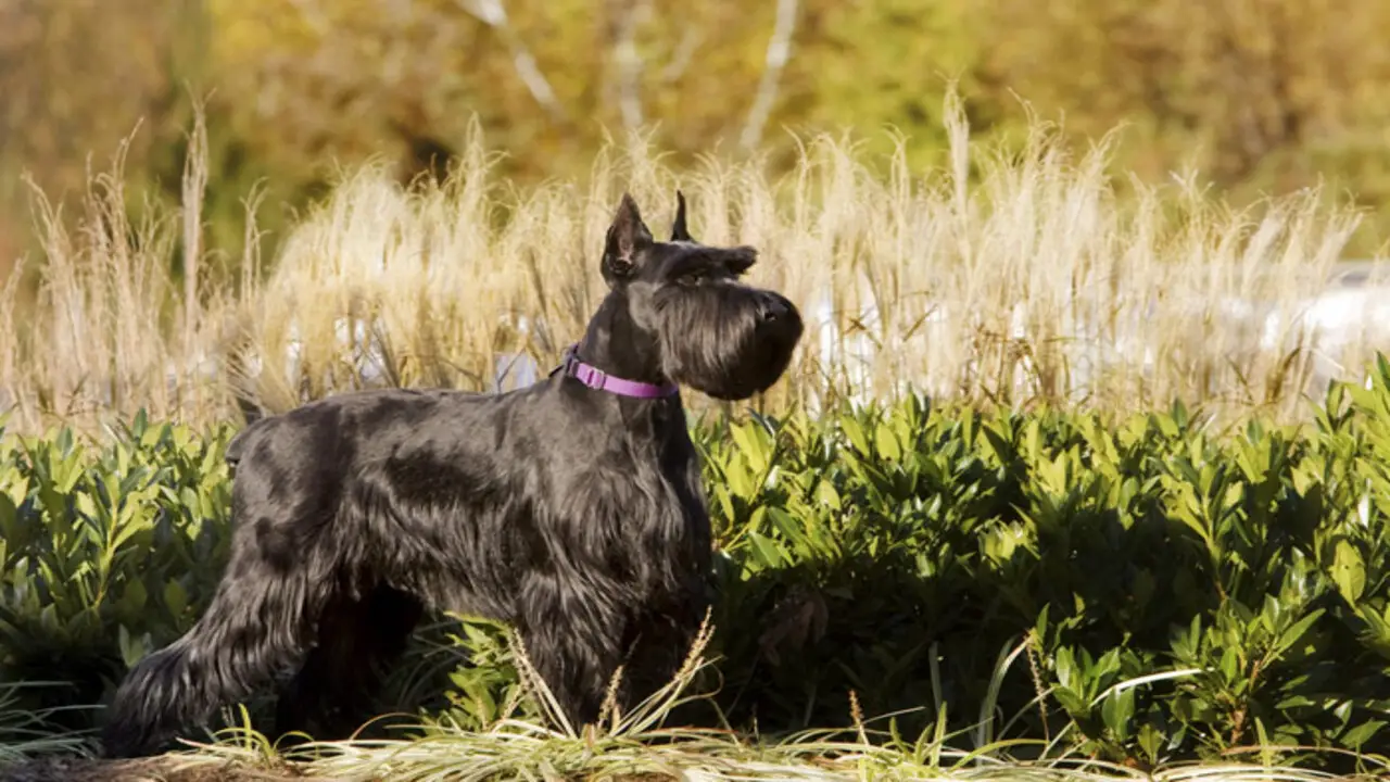 Getting To Know The Standard Schnauzer