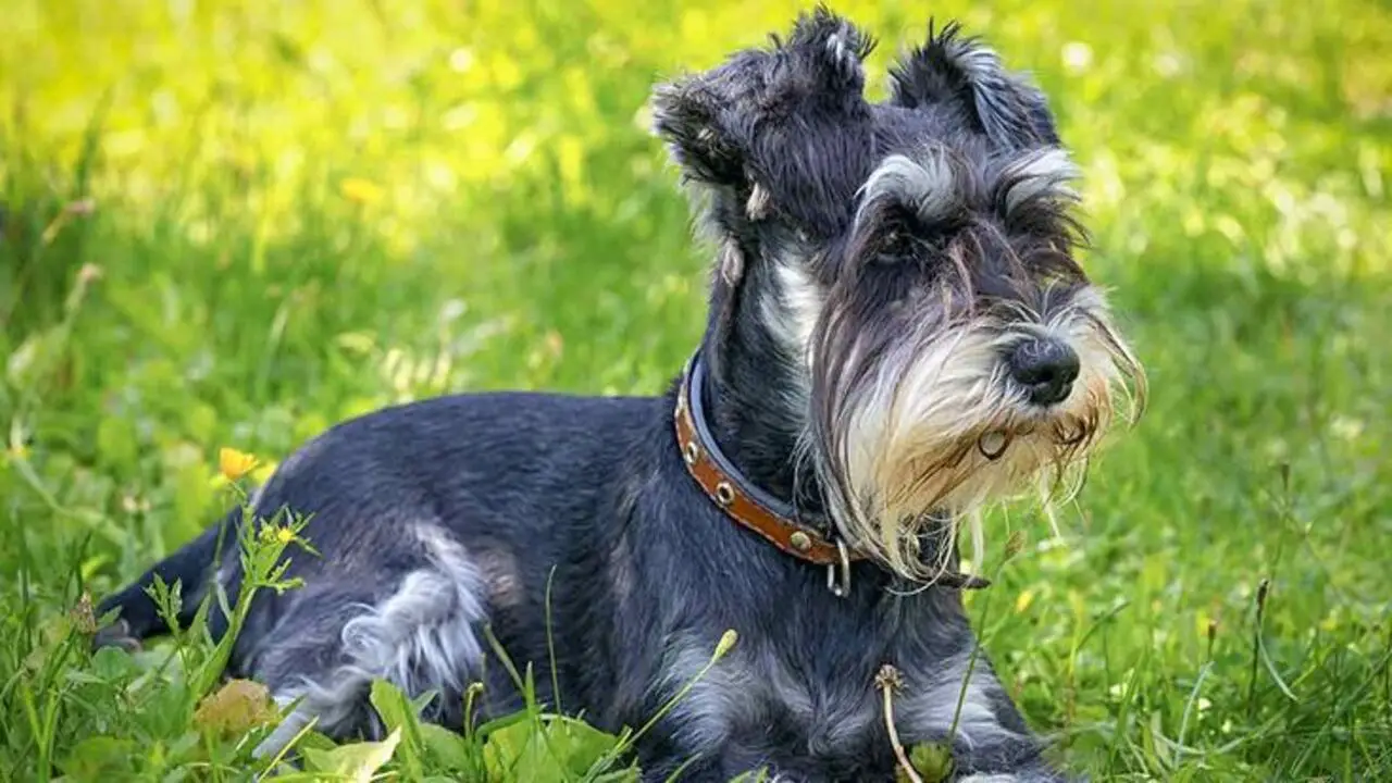 Giant Schnauzer Lifespan How Long Do They Really Live