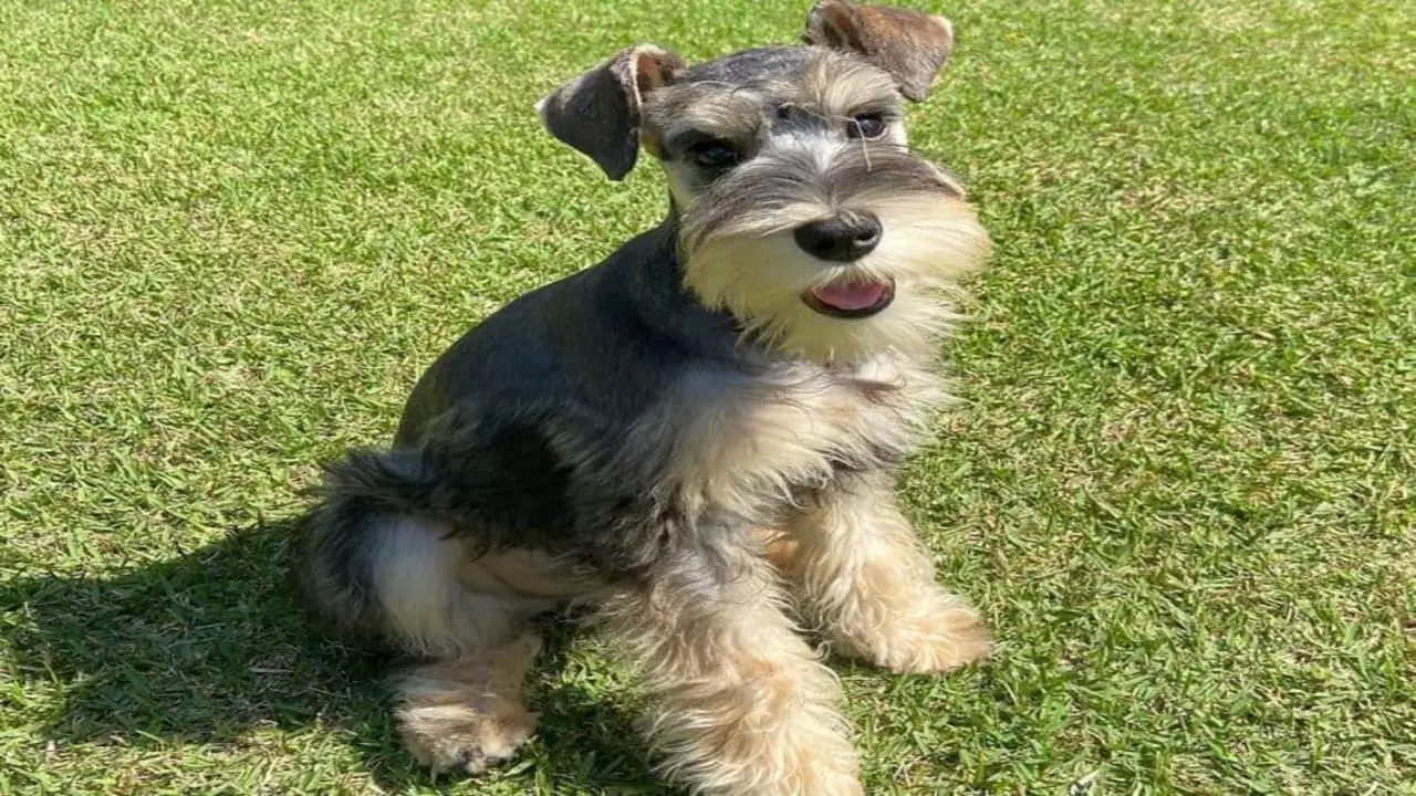 Grooming Essentials For Schnauzers Without Haircuts