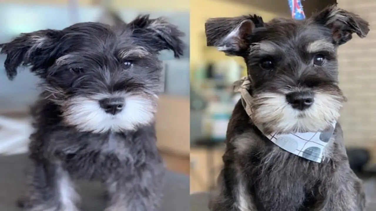 Grooming Tips For Miniature Schnauzers With Long Hair