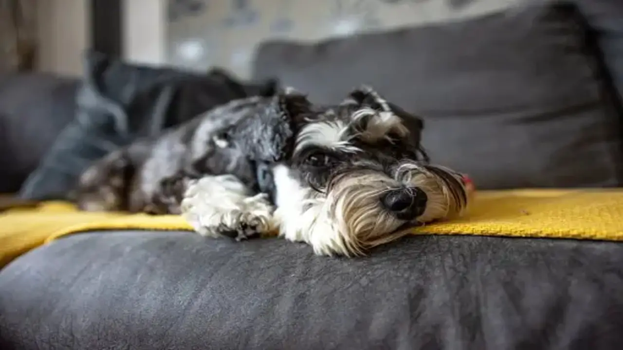 Health Concerns For Miniature Schnauzers With Tail