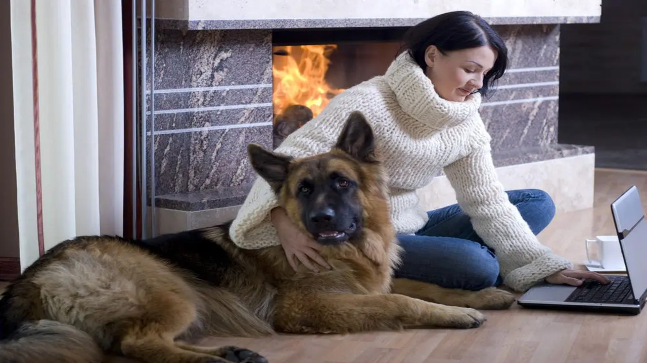 Housing Laws For Emotional Support Animals In Connecticut