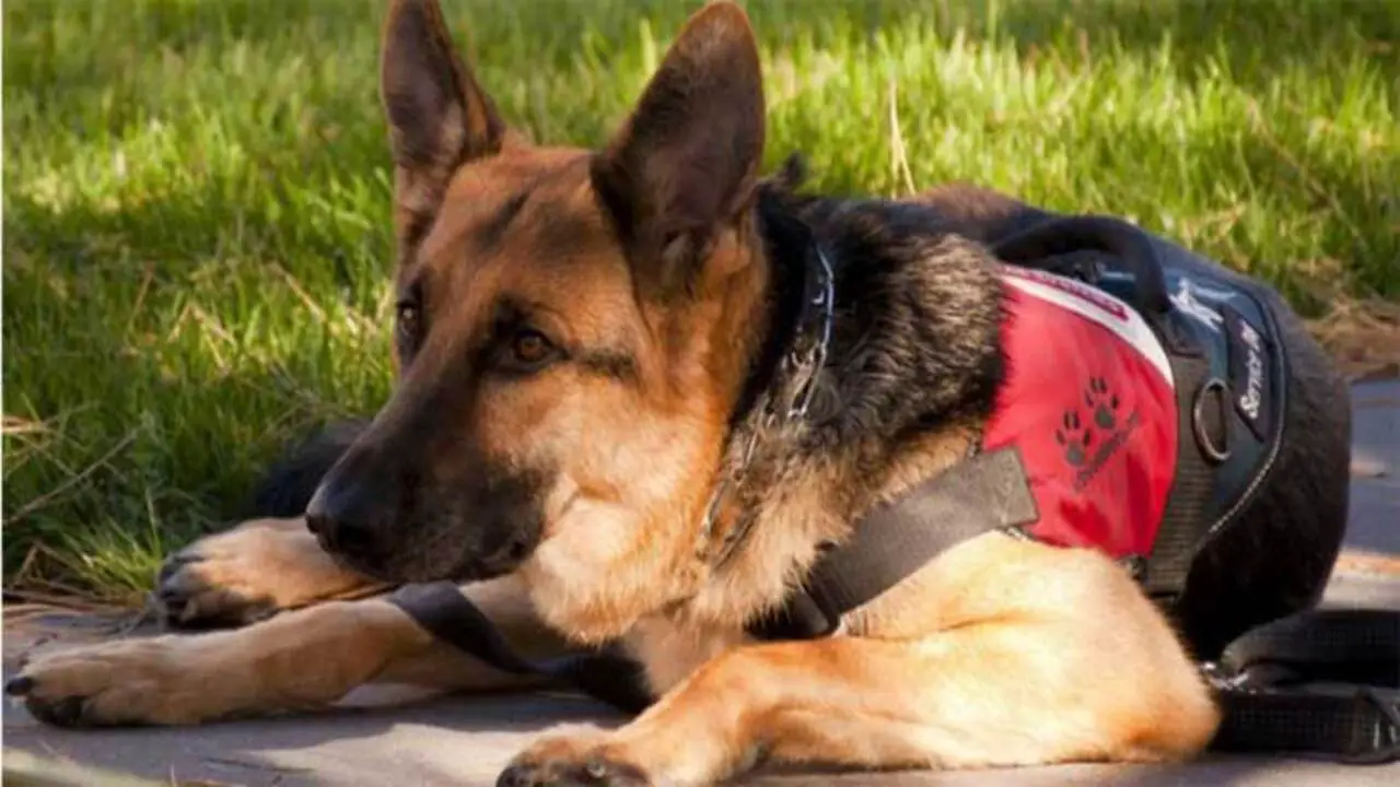How Are Service Dogs Trained In Colorado