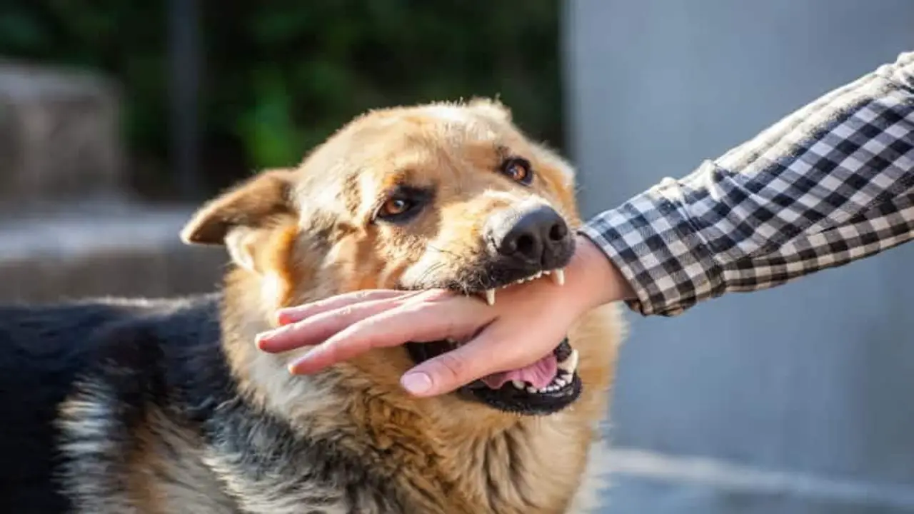 How Can A Virginia Dog Bite Injury Lawyer Assist
