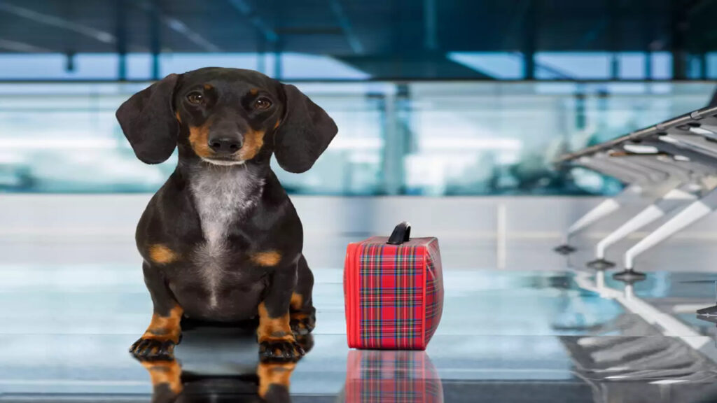 Emotional Support Animal Laws In Utah A Details Guide