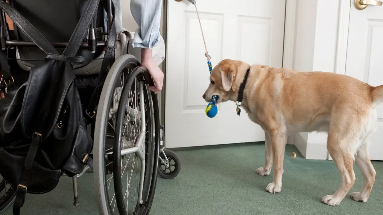 How Do Hospitals Accommodate Service Dogs