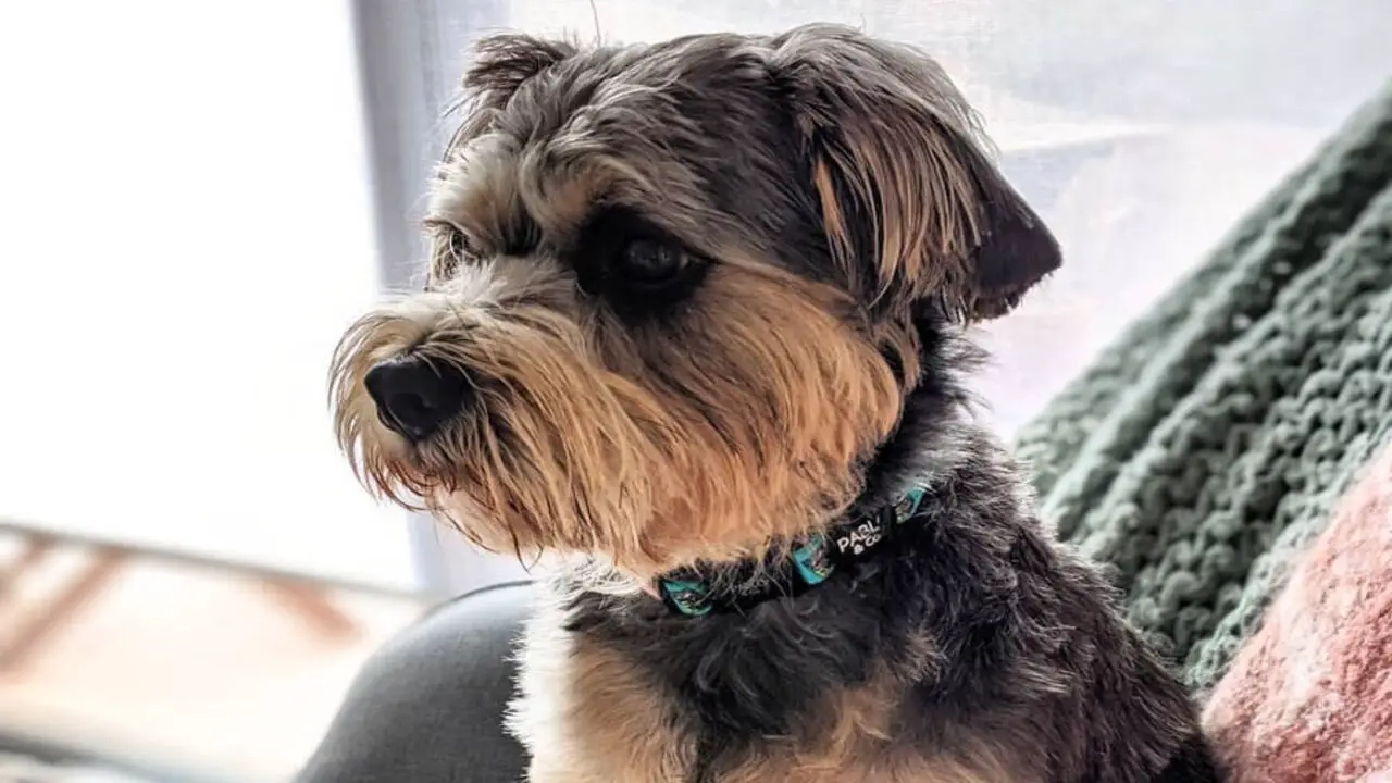 How Do I Know If My Schnauzer Loves Me - Understanding Your Schnauzer's Love