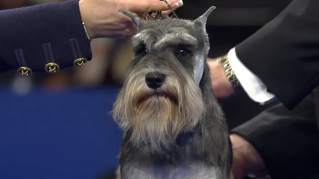How Do Schnauzers Express Their Love