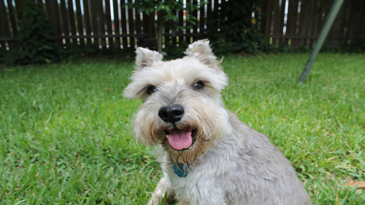 How Do You Calm A Schnauzer Expert Advice And Techniques