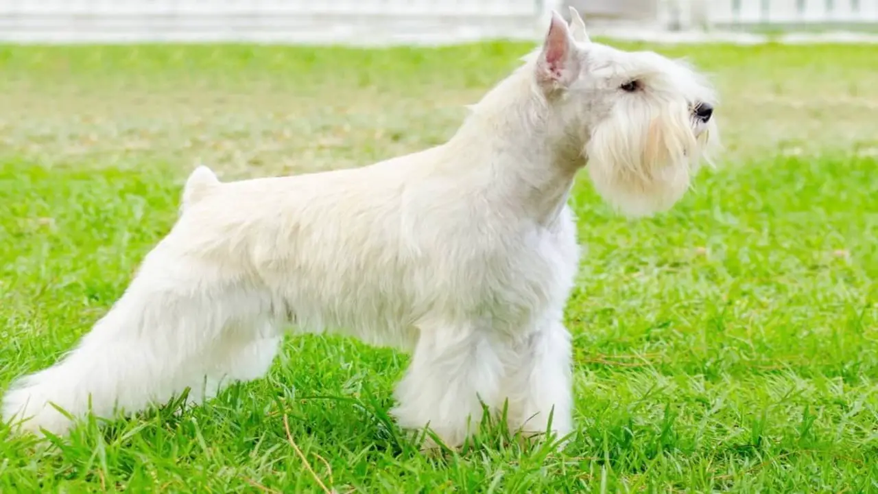 How Does Ear Cropping Affect A Miniature Schnauzer's Health And Lifestyle