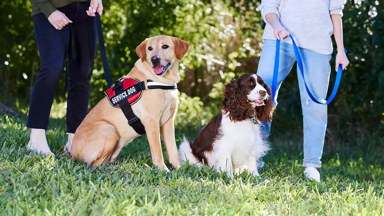 How Does New York Law Distinguish Between Service Dogs And Emotional Support Animals