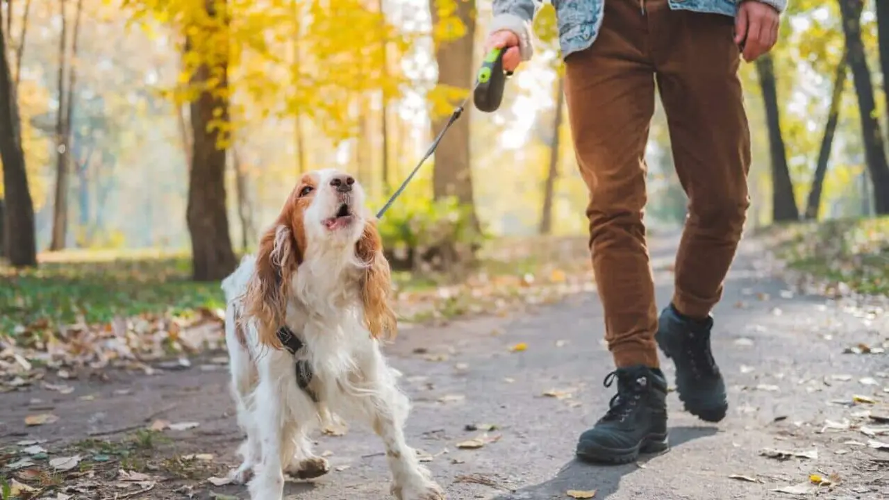 How Exercise And Entertainment Affect Barking
