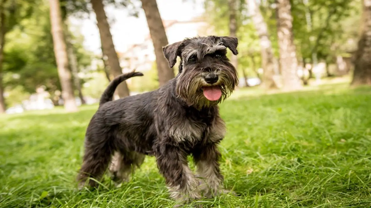 How Is Your Schnauzer’s Reaction When You Come Home