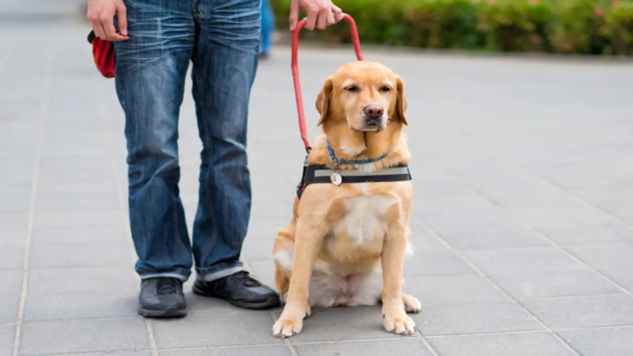 How The Americans With Disabilities Act Applies To Emotional Support Animals