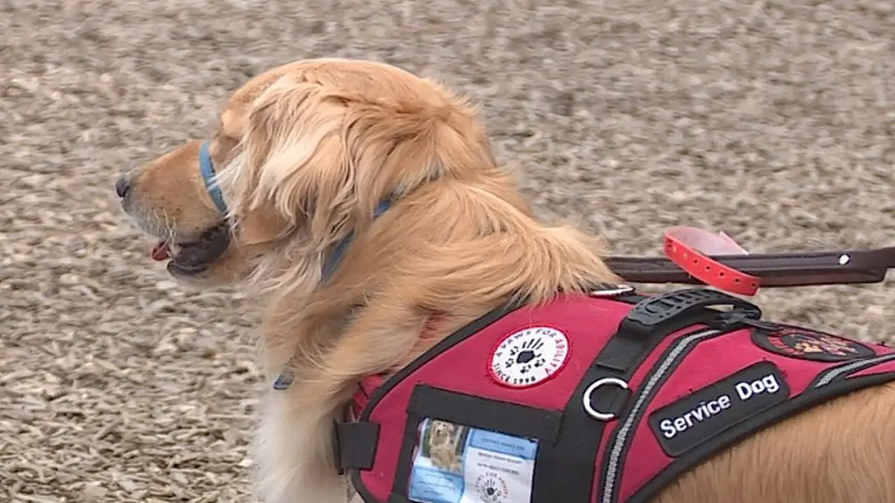 How To Acquire A Genuine Service Dog