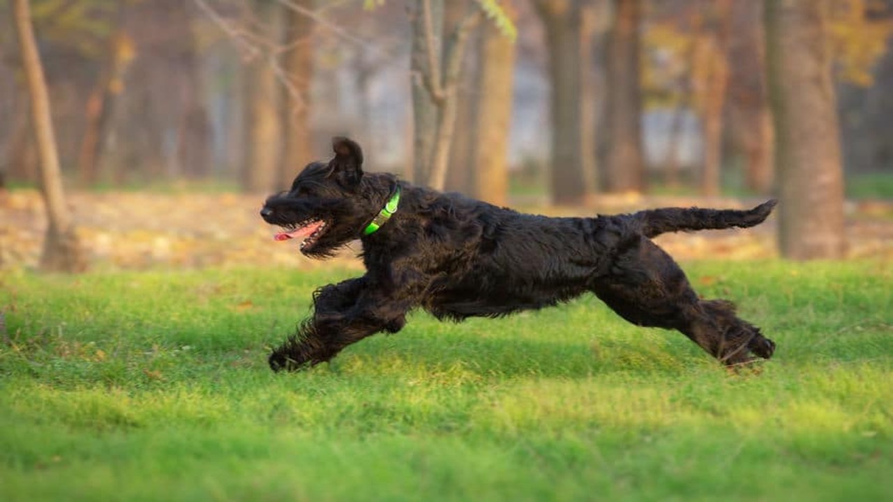 How To Calm A Schnauzer With Exercise