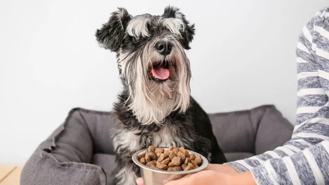 How To Calm A Schnauzer With Food