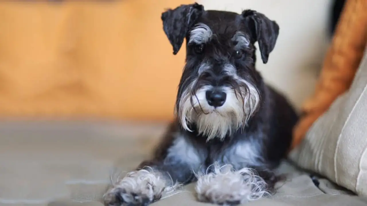 How To Determine The Breeding Standards For A Mini Schnauzer With Tail Variants