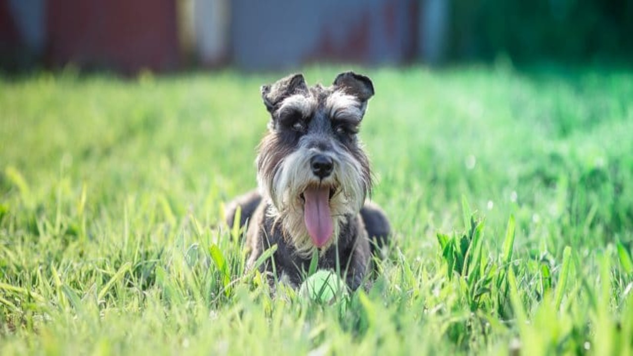 How To Ensure Proper Grooming For Your Miniature Schnauzer