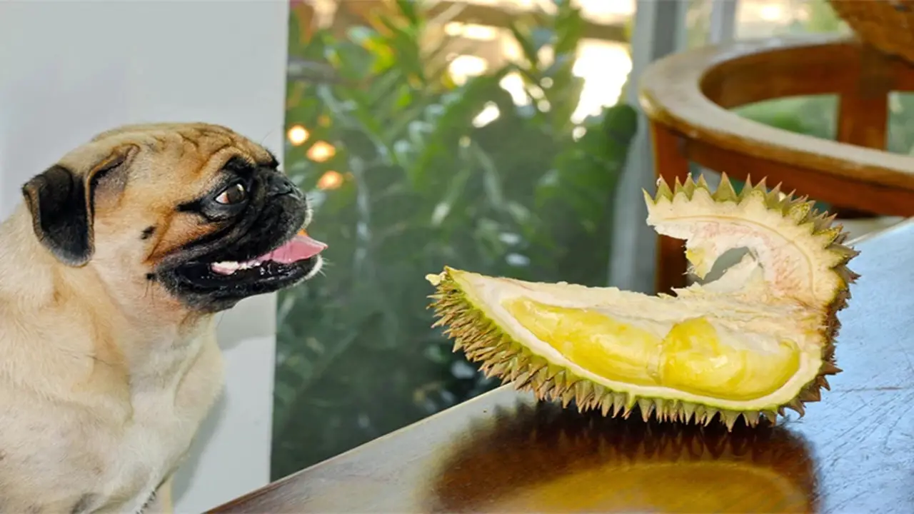 How To Feed Durian Fruit To Dogs
