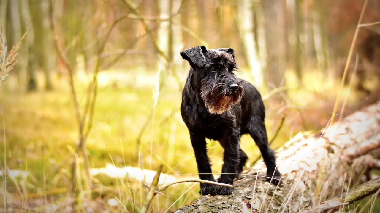 How To Foster And Strengthen Loyalty In Your Schnauzer
