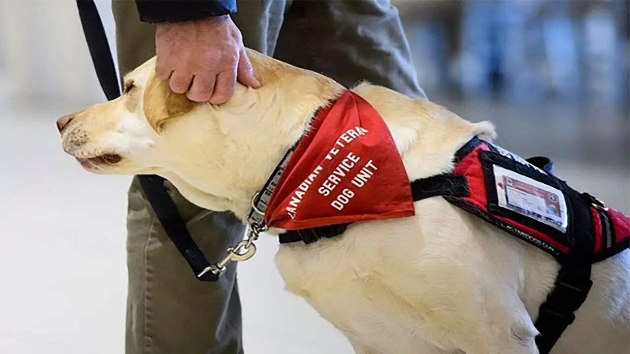 How To Obtain A Service Dog In Quebec