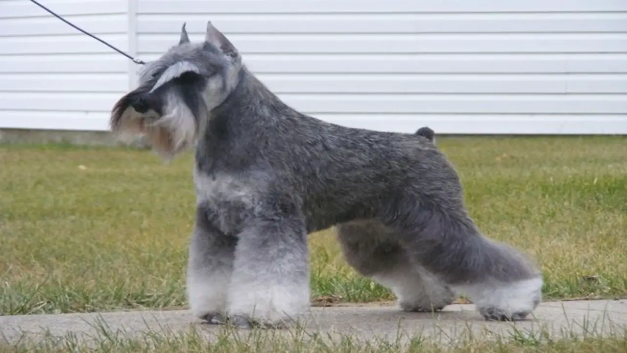 How To Properly Groom A Skirt On Schnauzer
